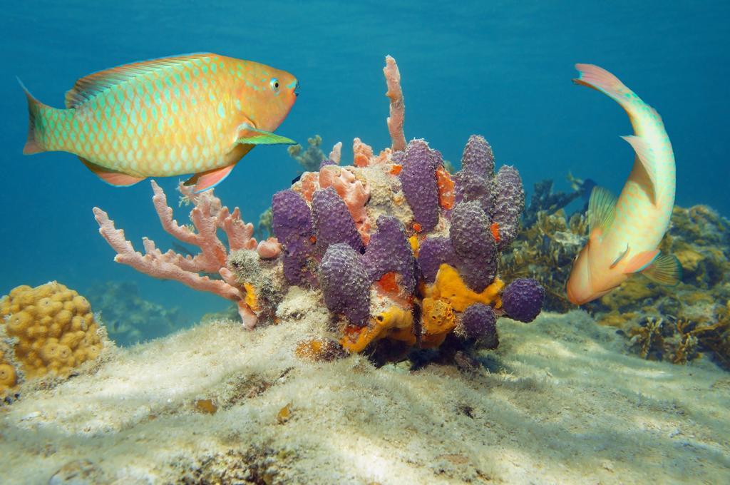 Dormio Bonaire Village Стая снимка